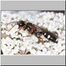 Mellinus crabroneus - Grabwespe w42 13mm - OS-Wallenhorst Sandgrube.jpg